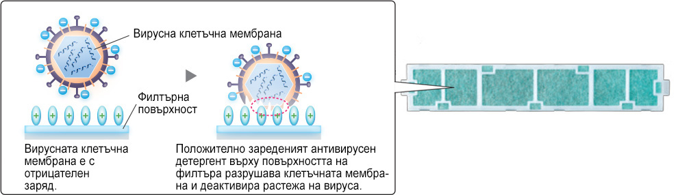 Cell membrane